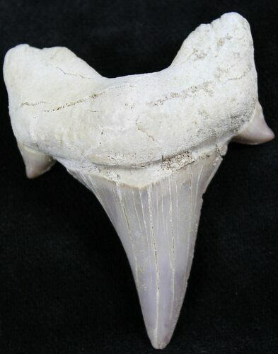 Otodus Shark Tooth Fossil - Eocene #26674